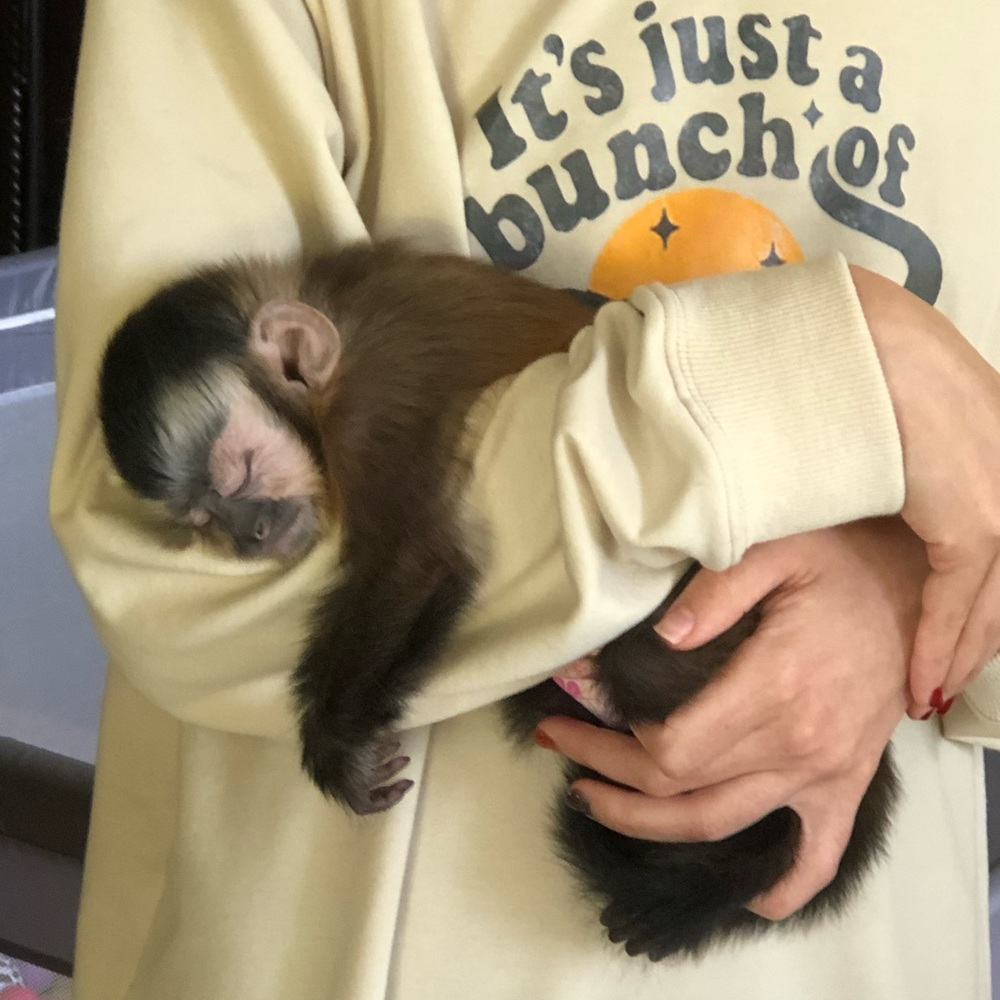 Monkeymom73 is live!!! Like this listing to get notified ☀️🐵☀️🐵 - Picture 8 of 13